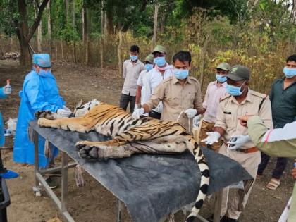 कुत्र्यापासून वाघांना धोका; कान्हा व्याघ्र प्रकल्पात ‘T-141’ वाघिणीसह तिच्या चार बछड्यांचा मृत्यू - Marathi News | Tigers threatened by dogs; 'T-141' tigress and her four cubs die in Kanha Tiger Reserve | Latest national News at Lokmat.com