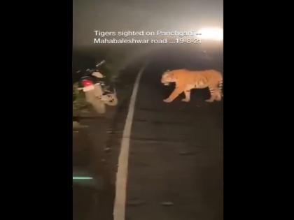 tiger walks on the road in the dark of night, Anand Mahindra shared a video | जेव्हा रात्रीच्या काळोखात रस्त्याने फिरतो वाघ, आनंद महिंद्रांनी शेअर केला व्हिडिओ