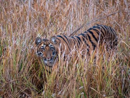 वाघ अगदी जवळून पाहायचाय? मग, भारतातील 'या' ६ व्याघ्र प्रकल्पांना नक्की भेट द्या!