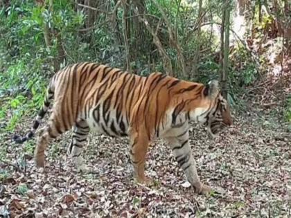 This tigress was recorded to have given birth to cubs three times during the period of SKP 02 residing in the Sahyadri Tiger Reserve | 'सह्याद्री'मध्ये वाघीण ठरतेय वंशवृद्धीची जननी!, तीनवेळा दिला पिल्लांना जन्म This tigress was recorded to have given birth to cubs three times during the period of SKP 02 residing in the Sahyadri Tiger Reserve | 'सह्याद्री'मध्ये वाघीण ठरतेय वंशवृद्धीची जननी!, तीनवेळा दिला पिल्लांना जन्म