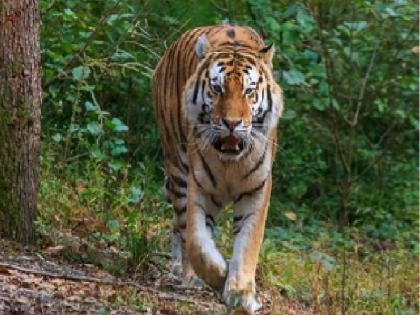 Tigers from Chandrapur will be brought to the Sahyadri Tiger Project | 'चंद्रपुरातील वाघ सह्याद्री व्याघ्र प्रकल्पामध्ये आणणार'