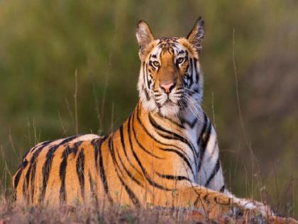 8 tigers from Tadoba Pench to come to Sahyadri Tiger Reserve Central government gives permission | सह्याद्री व्याघ्र प्रकल्पात येणार ताडोबा, पेंचमधून ८ वाघ; केंद्र सरकारची परवानगी 