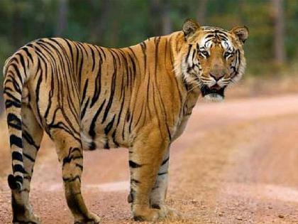 Seven tigers roam in Sahyadri Tiger Reserve, 246 cameras watch wildlife | Satara: सह्याद्री व्याघ्र प्रकल्पात सात वाघांचा वावर, वन्यजीवांवर २४६ कॅमेऱ्यांचा वॉच