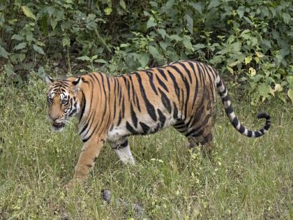 World Tiger Day Special 32 tigers roaming in the Sahyadri Konkan belt | जागतिक व्याघ्र दिवस विशेष: ‘सह्याद्री-कोकण’च्या पट्ट्यात ३२ वाघांचा वावर, व्याघ्र भ्रमणमार्गावर अंडरपास-ओव्हरपासचा अभाव World Tiger Day Special 32 tigers roaming in the Sahyadri Konkan belt | जागतिक व्याघ्र दिवस विशेष: ‘सह्याद्री-कोकण’च्या पट्ट्यात ३२ वाघांचा वावर, व्याघ्र भ्रमणमार्गावर अंडरपास-ओव्हरपासचा अभाव