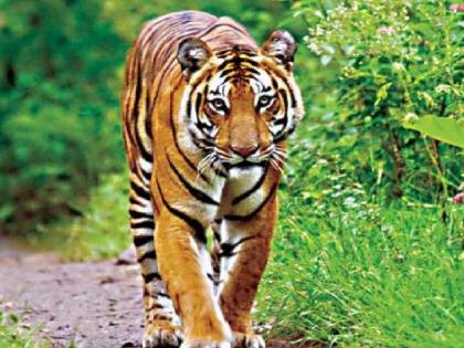 Tadoba in Vidarbha, tigers in Chandrapur will be released in the Sahyadri mountain range | सह्याद्रीच्या कडेकपाऱ्यात आता वाघांची डरकाळी; ताडोबातील ८ वाघ येणार कोयना, चांदोलीत