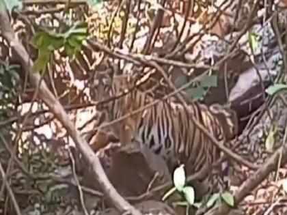 For the first time eight tigers were recorded in the forest of Sindhudurg district | सिंधुदुर्ग जिल्ह्यातील जंगलामध्ये प्रथमच आठ वाघांची झाली नोंद, निसर्गप्रेमींना सुखद धक्का 