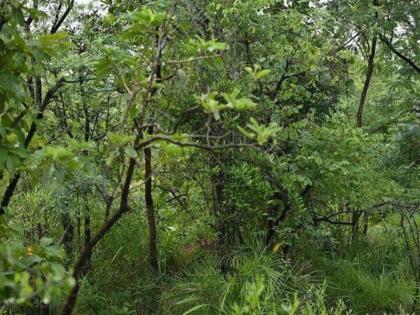 Can you spot tiger in this photo find the object puzzle viral | डोळ्यांसमोरच आहे वाघ, पण लोकांना काही दिसेना झालाय; बघा तुम्ही ट्राय करा!