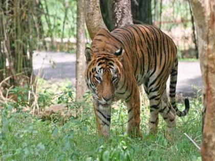 'Sultan' of Gorewada departs at Borivali Park on Tuesday | गोरेवाड्यातील 'सुलतान'ची मंगळवारी बोरिवली पार्कमध्ये रवानगी