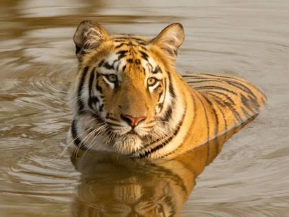 2 tigers break out in Ambabarwa Sanctuary; Animal census recorded 331 wild animals | अंबाबरवा अभयारण्यात २ वाघोबांनी फोडली डरकाळी; प्राणी गणनेत ३३१ वन्यप्राण्यांची नोंद