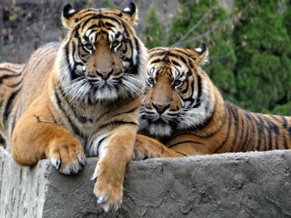 Bihar News | Tiger | Indian male tiger madly in love with Nepali Female tiger, he killed Cub at Valmiki Tiger Reserve | Tiger News:नेपाळची वाघीण अन् भारताचा वाघ; प्रेमसंबंधांत अडसर होणाऱ्या बछड्याचा घेतला जीव