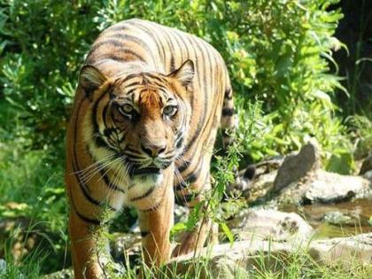 Farmer killed in tiger attack in Chandrapur district | चंद्रपूर जिल्ह्यात वाघाच्या हल्ल्यात शेतकरी ठार