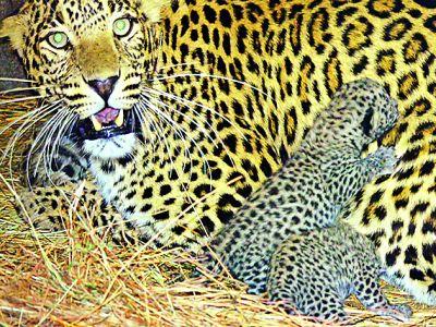  Farmers are frightened by communicating with Leopards in Mampapur | तोंडापूरला बिबट्यांच्या संचाराने शेतकरी भयभित