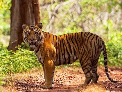 Emphasis on trap cameras for tiger conservation in Vidarbha | विदर्भात वाघांच्या अभिरक्षणासाठी ट्रॅप कॅमे-यांवर भर