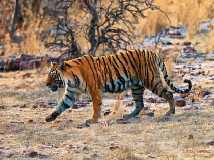 In Manegaon-Zabada, the tiger once again hunted the animals | मानेगाव-झबाडा येथे पुन्हा वाघाने केली गोठ्यातील जनावरांची शिकार