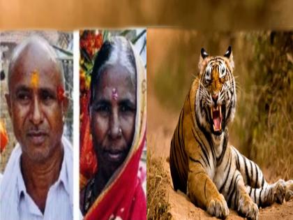 husband saved the wife from the attack tiger | थरारक! वाघाच्या जबड्यातून पत्नीला खेचून आणले; पत्नीवर वाघाचा हल्ला, पतीचा वाघावरच प्रतिहल्ला