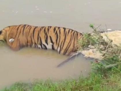 Tiger swept away in Andhari riverbed causes panic | अंधारी नदीपात्रात वाहून गेलेल्या वाघामुळे खळबळ, तपास सुरू