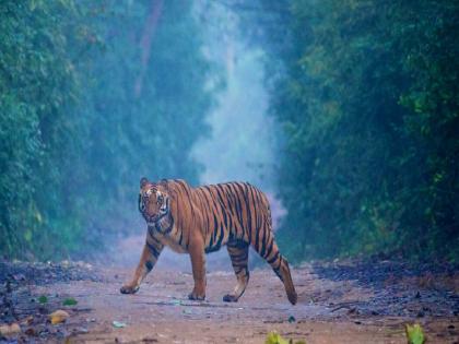 three sat drinking in the jim corbett national park; Then the tiger took one to the forest and killed | व्याघ्र प्रकल्पात तिघे दारू पीत बसले; तेवढ्यात वाघ एकाला जंगलात घेऊन गेला अन् फाडला...