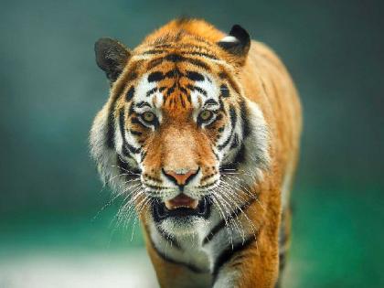 A laborer who went to collect tendu leaves was killed by a tiger | तेंदूपत्ता संकलनासाठी गेलेल्या मजुराला वाघाने केले ठार