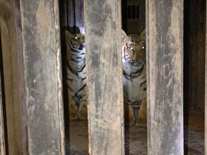 Dead tigress cubs rescued by Pandharkawada forest division and sent to Nagpur | पांढरकवडा वनविभागातील मृत वाघिणीच्या बछड्यांना केले रेस्क्यू 