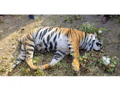 Tigress dies after being touched by electric wires in Manjar area of ​​Chandrapur | माजरी परिसरात रुबाबदार वाघिणीचा मृत्यू; वनविभागात खळबळ