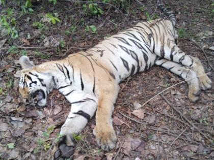 Tiger dies in Sonkhas Shivara in Barshitakali taluka | बार्शिटाकळी तालुक्यातील सोनखास शिवारात वाघाचा मृत्यू