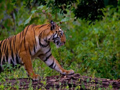 Forest Minister asks, how to control these tigers?; The number of tigers in the state is 350 par | वनमंत्री विचारतात, या वाघांना कसे आवरायचे हो?; राज्यातील वाघांची संख्या ३५० पार