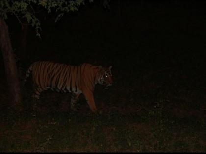 Tiger sighting in Chandgad! Fear spread among the villagers, the forest department appealed for precaution | चंदगडमध्ये व्याघ्र दर्शन! ग्रामस्थांमध्ये भीती पसरली, वनविभागानं सतर्क राहण्याचं केले आवाहन