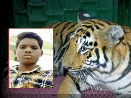 the maneater tiger in shivni area of chandrapur district captured | जिथे युवकाला ठार मारले, तिथेच ‘त्या’ वाघाला पकडले; कुकडहेटी परिसरातील घटना