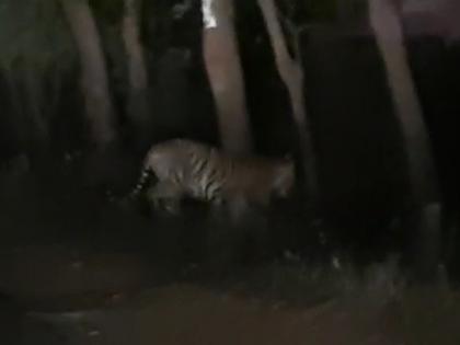 In Bhandara, luckly 3 professor seen tiger in koka forestVideo viral on social media | नशिबाची साथ अन् रात्री रस्त्यावर दिसला वाघ; Video सोशल मीडियावर व्हायरल