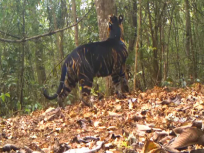 Rare Melanistic Tiger: Sighting of rare black tiger in Odisha National Park, video shared by IFS officer | Rare Melanistic Tiger: ओडिशा राष्ट्रीय उद्यानात दुर्मिळ काळ्या वाघाचे दर्शन, IFS अधिकाऱ्याने शेअर केला व्हिडिओ