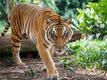 The tiger broke the fear and the farmers hit the ground | वाघाने फोडली डरकाळी अन् शेतकऱ्यांनी ठोकली धूम