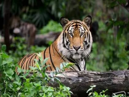 Awaiting Centre's approval of Special Tiger Conservation Force Approval for Melghat, why the ambivalence about Chandoli |  विशेष व्याघ्र संवर्धन दलास केंद्राच्या मंजुरीची प्रतीक्षा; मेळघाटला मंजुरी, चांदोलीबाबत दुजाभाव का?