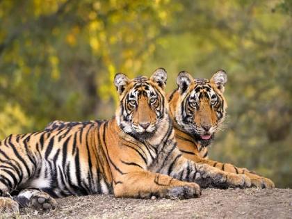 Ranthambore National Park: 25 out of 75 tigers missing in Ranthambore Tiger Reserve | धक्कादायक! रणथंबोर व्याघ्र प्रकल्पातील 75 पैकी 25 वाघ बेपत्ता; शोध सुरू...