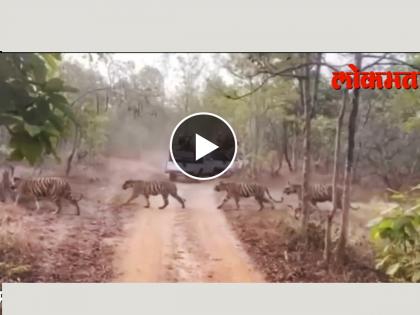 6 tigers spotted walking together at Umred Karhandla Wildlife Sanctuary in Maharashtra | कसलं भारी राव; महाराष्ट्रातल्या अभयारण्यातील सहा वाघ एकत्र पाहून म्हणाल Wowww!