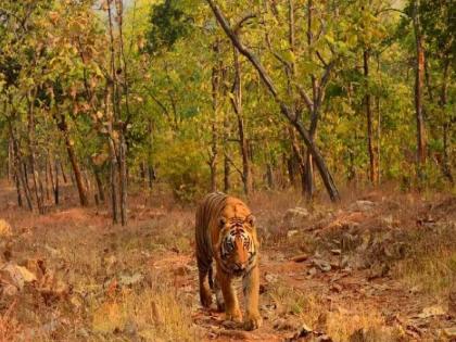 Forest department arrested three people who came to sell tiger skin and nails in Shahada | शहाद्यात वाघाची कातडी आणि नखे विक्रीसाठी आलेल्या तिघांना वनविभागाकडून अटक