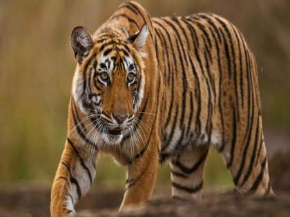 Tigress jailed in Gadchiroli after five hours of search operation | गडचिरोलीत पाच तासांच्या सर्च ऑपरेशननंतर वाघीण जेरबंद