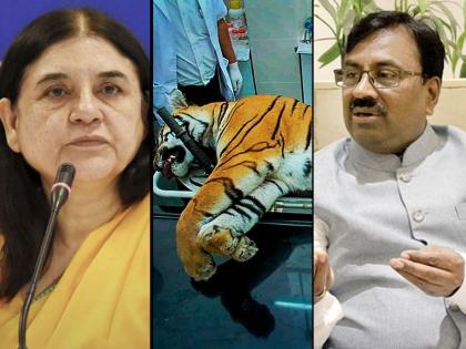 sudhir mungantiwar reply to union minister maneka gandhi for her statement of murder of tigress avni | अवनी वाघिणीला नाईलाजाने ठार करावं लागलं, मुनगंटीवारांचं मनेका गांधींना प्रत्युत्तर