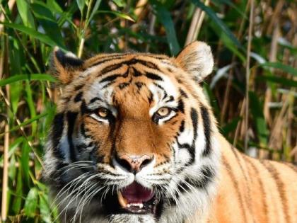 Notice of High Court to National Tiger Promotion Authority | राष्ट्रीय व्याघ्र संवर्धन प्राधिकरणला हायकोर्टाची नोटीस