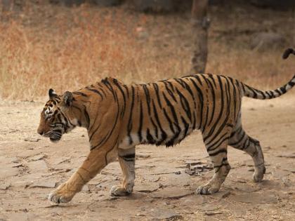 Challenge the order to kill T-1 Tigress | टी-१ वाघिणीला ठार मारण्याच्या आदेशाला आव्हान