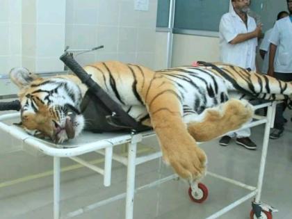 The man eater tigress Avani gave fire in Nagpur | नरभक्षी वाघिण अवनीला नागपुरात दिला अग्नी