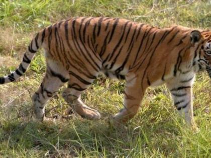 Search operation for the Tigress: Forest department fitted cameras | वाघिणीसाठी जामठ्यात सर्च आॅपरेशन : वन विभागाने लावले कॅमेरे