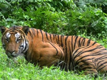 WARNING: Tigress is moving around the Sahara City area in Nagpur! | सावधान : नागपुरातील सहारा सिटीच्या परिसरात फिरत आहे वाघिण !