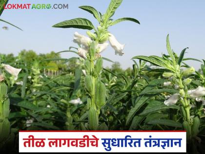 Latest News Til Lagvad Sesame farming gives good yield in short period of time, see complete information | कमी दिवसांत चांगलं उत्पन्न देणारी तिळाची शेती, लागवडीपासून ते काढणीपर्यंतची संपूर्ण माहिती Latest News Til Lagvad Sesame farming gives good yield in short period of time, see complete information | कमी दिवसांत चांगलं उत्पन्न देणारी तिळाची शेती, लागवडीपासून ते काढणीपर्यंतची संपूर्ण माहिती