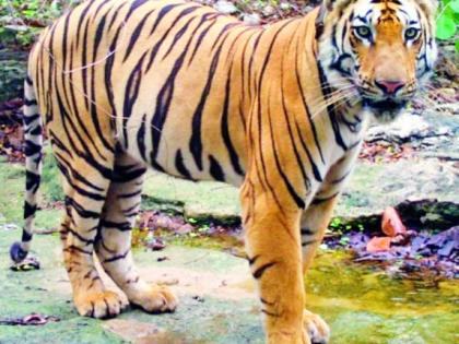 That tiger is now on its way back, traveling 1,500 km | दीड हजार किमीचा प्रवास करून 'तो' वाघ आता परतीच्या वाटेवर 