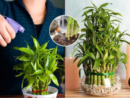 वाळलेला 'लकी बांबू प्लांट' पुन्हा हिरवागार करण्यासाठी ५ सोप्या टिप्स...