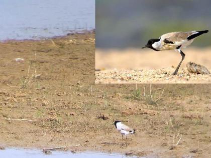 Rare River Lapwing recorded in Navegaon bandh area in gondia district | आनंदाची बातमी! नवेगावबांध परिसरात दुर्मिळ नदी टिटवीची नोंद