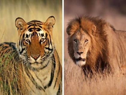 tigers and lions will not be seen in the forest by 2026? | खरंच, २०२६ पर्यंत जंगलात वाघ, सिंह दिसणार नाहीत ?