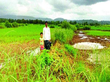 In the valley of the 'Kalu', the last pakpanchame | ‘काळू’च्या खोऱ्यात अखेर पीकपंचनामे