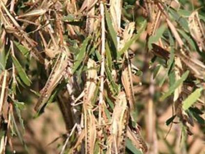 Now the danger of the Desert Worm on Crop | आता ‘वाळवंटी टोळ’चा धोका!