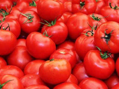 tomato made millionaire telangana farmer mahipal reddy earned 2 crore | याला म्हणतात नशीब! टोमॅटोने केलं मालामाल; शेतकरी झाला करोडपती, कमावले 2 कोटी